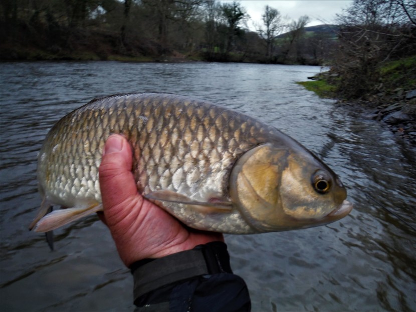 Interloper -upper Wye chub taken while grayling trotting